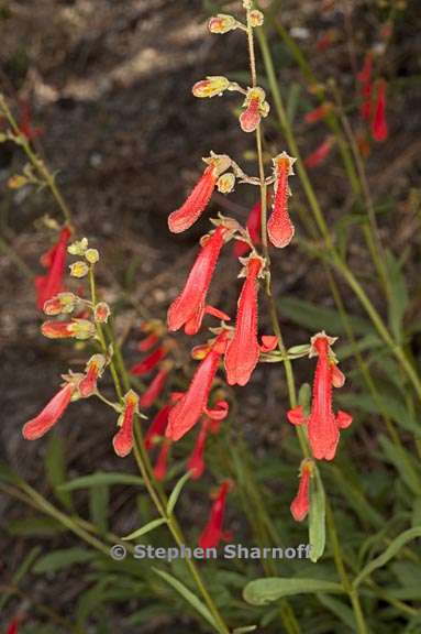 penstemon rostriflorus 2 graphic